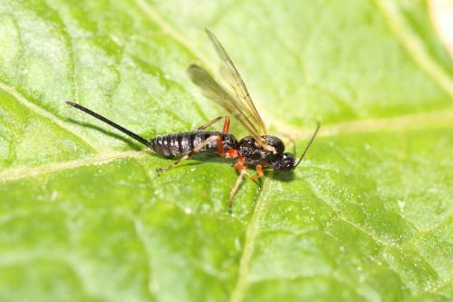 Scambus calobatus
